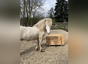 Islandpferd, Wallach, 5 Jahre, 137 cm, Schimmel