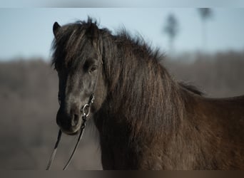 Islandpferd, Wallach, 5 Jahre, 137 cm, Schwarzbrauner