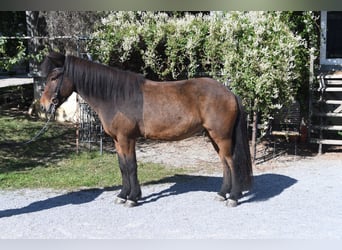 Islandpferd, Wallach, 5 Jahre, 138 cm, Brauner