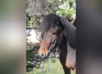 Islandpferd, Wallach, 5 Jahre, 138 cm, Brauner