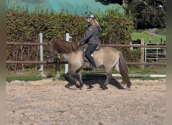 Islandpferd, Wallach, 5 Jahre, 138 cm, Falbe