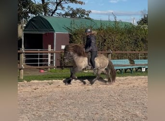 Islandpferd, Wallach, 5 Jahre, 138 cm, Falbe