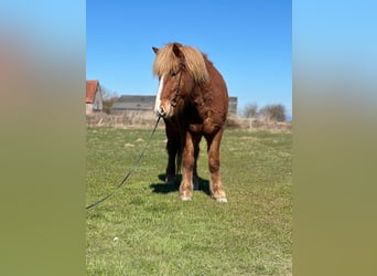 Islandpferd, Wallach, 5 Jahre, 138 cm, Fuchs