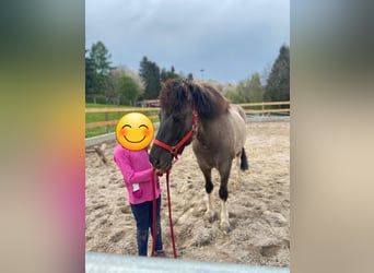 Islandpferd, Wallach, 5 Jahre, 138 cm, Schecke