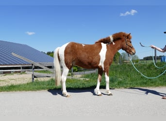 Islandpferd, Wallach, 5 Jahre, 138 cm, Schecke