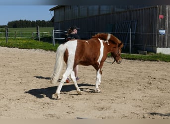Islandpferd, Wallach, 5 Jahre, 138 cm, Schecke