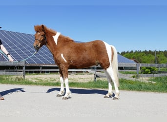 Islandpferd, Wallach, 5 Jahre, 138 cm, Schecke