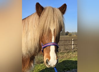 Islandpferd, Wallach, 5 Jahre, 139 cm, Fuchs