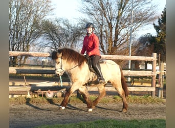 Islandpferd, Wallach, 5 Jahre, 140 cm, Buckskin