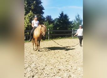 Islandpferd, Wallach, 5 Jahre, 140 cm, Dunkelfuchs