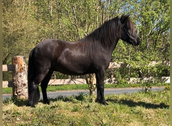 Islandpferd, Wallach, 5 Jahre, 140 cm, Dunkelfuchs