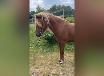 Islandpferd, Wallach, 5 Jahre, 140 cm, Dunkelfuchs