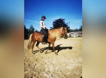 Islandpferd, Wallach, 5 Jahre, 140 cm, Dunkelfuchs