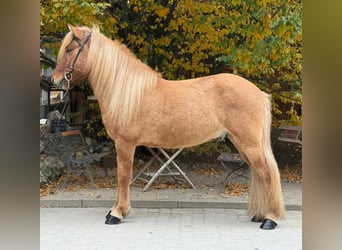 Islandpferd, Wallach, 5 Jahre, 140 cm, Falbe