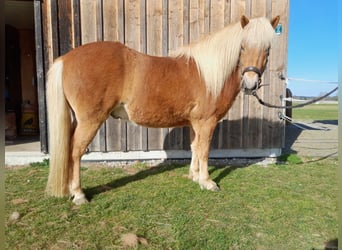 Islandpferd, Wallach, 5 Jahre, 140 cm, Fuchs