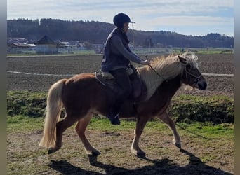 Islandpferd, Wallach, 5 Jahre, 140 cm, Fuchs