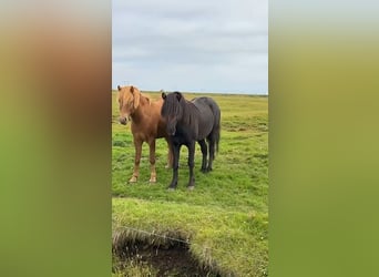 Islandpferd, Wallach, 5 Jahre, 140 cm, Rappe