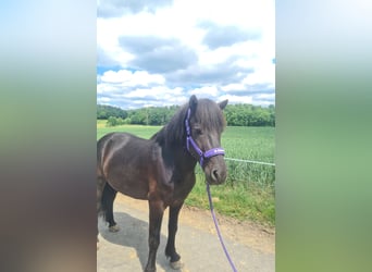 Islandpferd, Wallach, 5 Jahre, 140 cm, Rappe