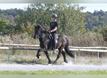 Islandpferd, Wallach, 5 Jahre, 140 cm, Rappe