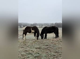 Islandpferd, Wallach, 5 Jahre, 141 cm, Schecke