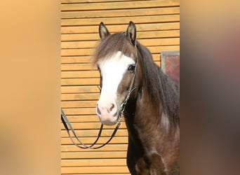 Islandpferd, Wallach, 5 Jahre, 142 cm, Rappe