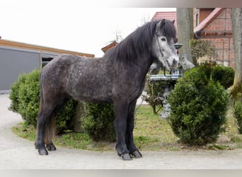 Islandpferd, Wallach, 5 Jahre, 142 cm, Rappschimmel