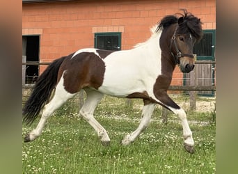 Islandpferd, Wallach, 5 Jahre, 142 cm, Schecke