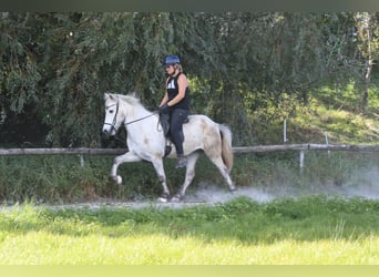 Islandpferd, Wallach, 5 Jahre, 142 cm, Schimmel