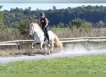 Islandpferd, Wallach, 5 Jahre, 142 cm, Schimmel