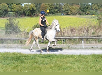 Islandpferd, Wallach, 5 Jahre, 142 cm, Schimmel