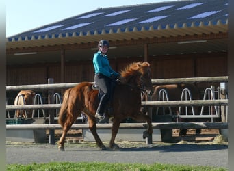 Islandpferd, Wallach, 5 Jahre, 143 cm, Fuchs