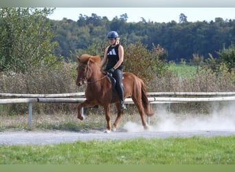 Islandpferd, Wallach, 5 Jahre, 143 cm, Rotfuchs