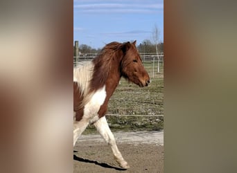 Islandpferd, Wallach, 5 Jahre, 143 cm, Schecke