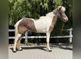 Islandpferd, Wallach, 5 Jahre, 143 cm, Schecke