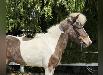 Islandpferd, Wallach, 5 Jahre, 143 cm, Schecke