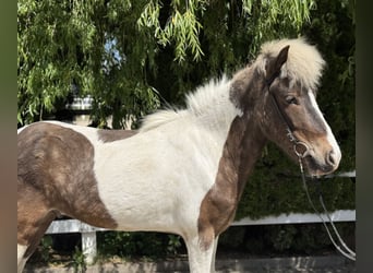 Islandpferd, Wallach, 5 Jahre, 143 cm, Schecke