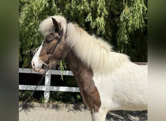 Islandpferd, Wallach, 5 Jahre, 143 cm, Schecke