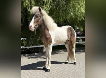 Islandpferd, Wallach, 5 Jahre, 143 cm, Schecke
