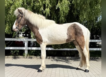 Islandpferd, Wallach, 5 Jahre, 143 cm, Schecke
