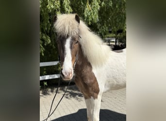 Islandpferd, Wallach, 5 Jahre, 143 cm, Schecke