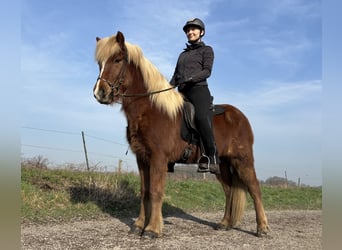 Islandpferd, Wallach, 5 Jahre, 144 cm, Fuchs