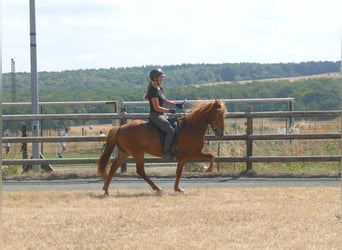 Islandpferd, Wallach, 5 Jahre, 144 cm, Fuchs