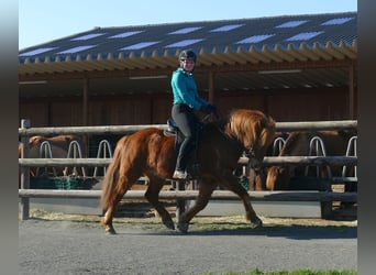Islandpferd, Wallach, 5 Jahre, 144 cm, Fuchs