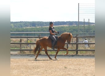 Islandpferd, Wallach, 5 Jahre, 144 cm, Fuchs