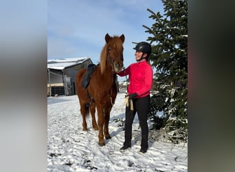 Islandpferd, Wallach, 5 Jahre, 144 cm, Fuchs