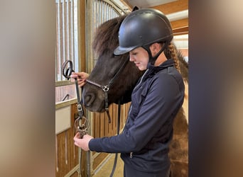 Islandpferd, Wallach, 5 Jahre, 144 cm, Schecke