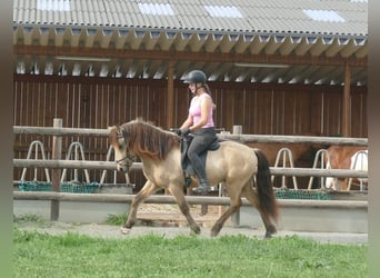 Islandpferd, Wallach, 5 Jahre, 145 cm, Buckskin