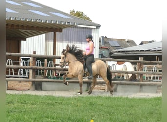 Islandpferd, Wallach, 5 Jahre, 145 cm, Buckskin