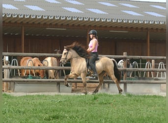 Islandpferd, Wallach, 5 Jahre, 145 cm, Buckskin