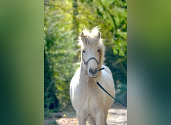 Islandpferd, Wallach, 5 Jahre, 145 cm, Falbe